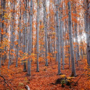 healthy-in-autumn-with-tcm-acupuncture